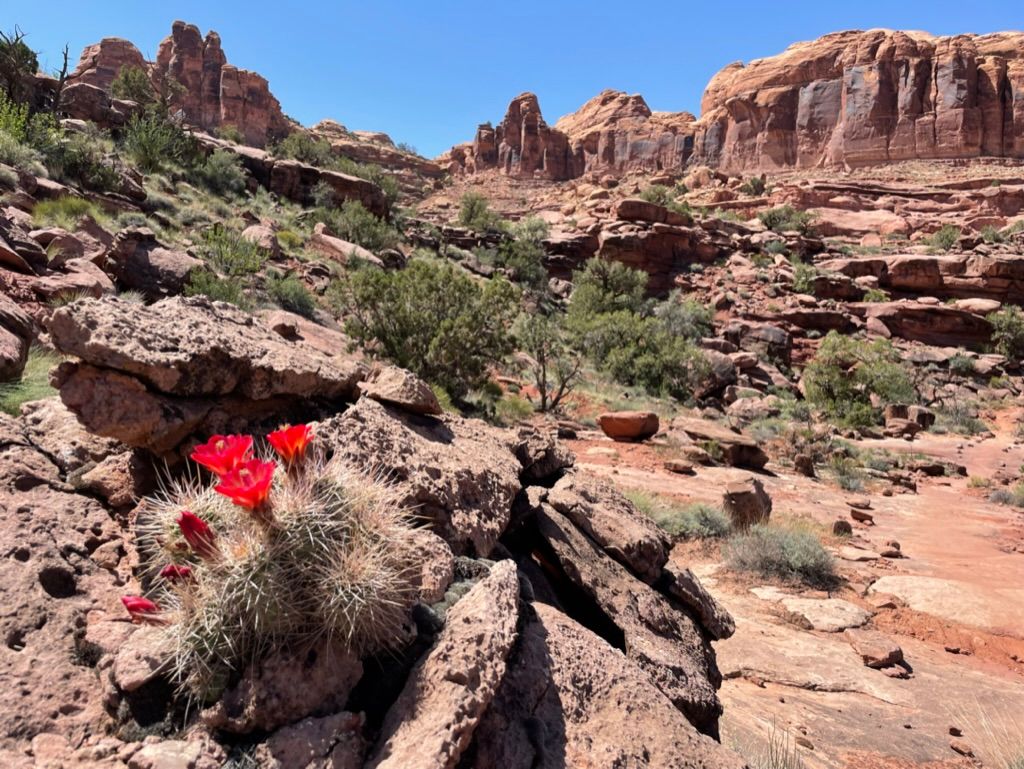 Cactus Flower Along Captain Ahab